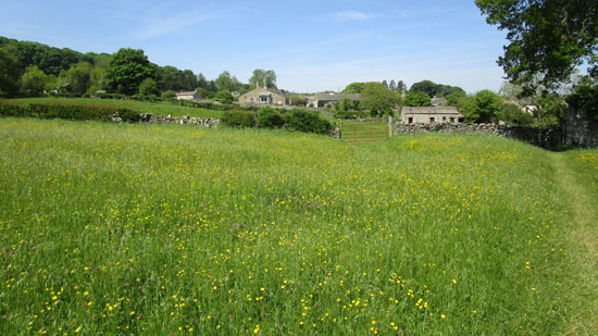 wild flower meadow west witton yorkshire dales